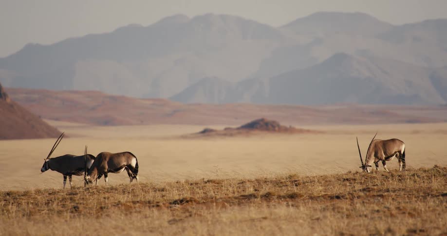 A herd of gemsbok grazes across a sunlit grassland in the safari desert with distant mountains rising softly in the bright clear background