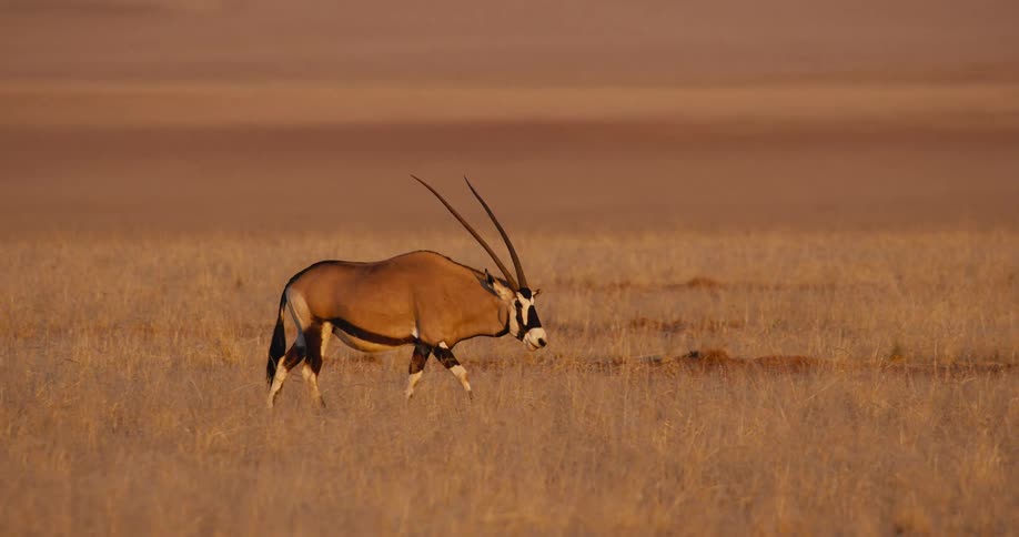 A gemsbok antelope with long horns walks across a dry grassy plain in golden light