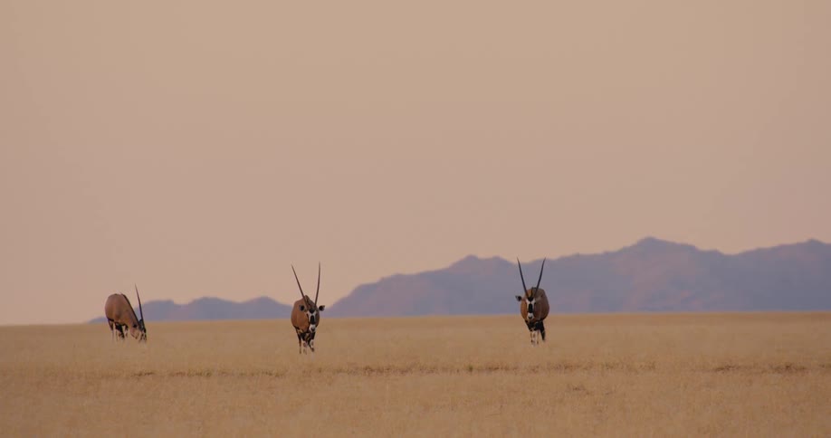 Three oryx walk across a vast dry grassland toward the camera during dusk with sparse vegetation covering the flat ground while purpletoned mountains sit under a hazy sky in the distance