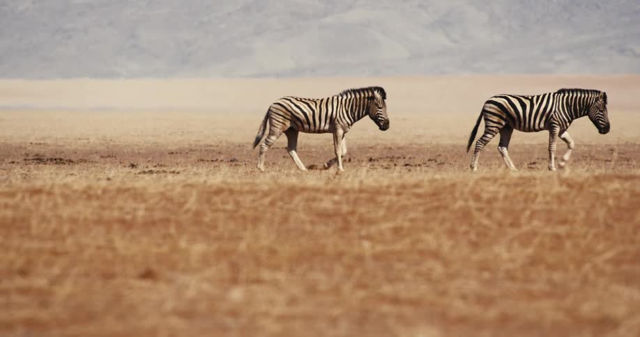 The zebra walk in a line through the grass