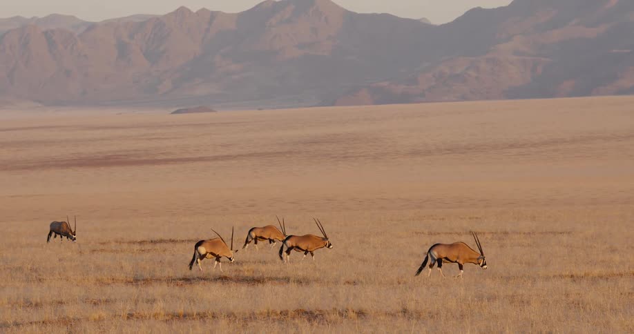A herd of five tan gazelle with long horns are grazing on brown grass on a large savanna in bright sunlight in front of a long mountain range