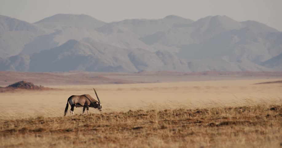 A gemsbok eating dry grass on a sunny day with mountains in the background
