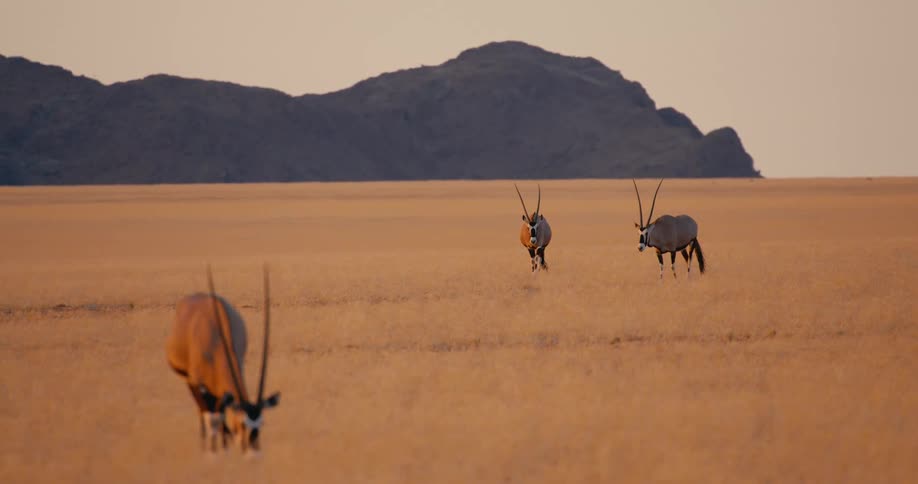 Three antelopes grazing on a flat area of land with a rocky hill on the background outdoors during dusk or dawn