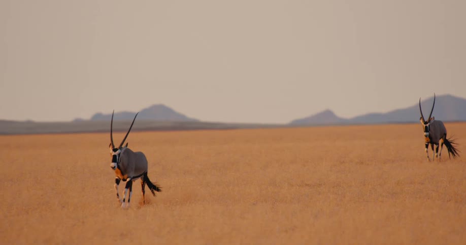 Two antelopes run across a vast golden grassland in a desert landscape with distant hills under a pale sky during the day