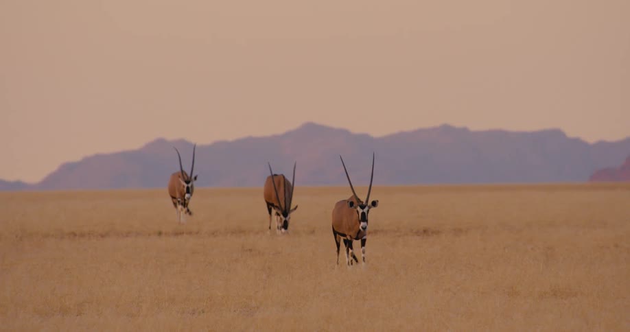Three african antelopes walk and graze in a grassland at sunset