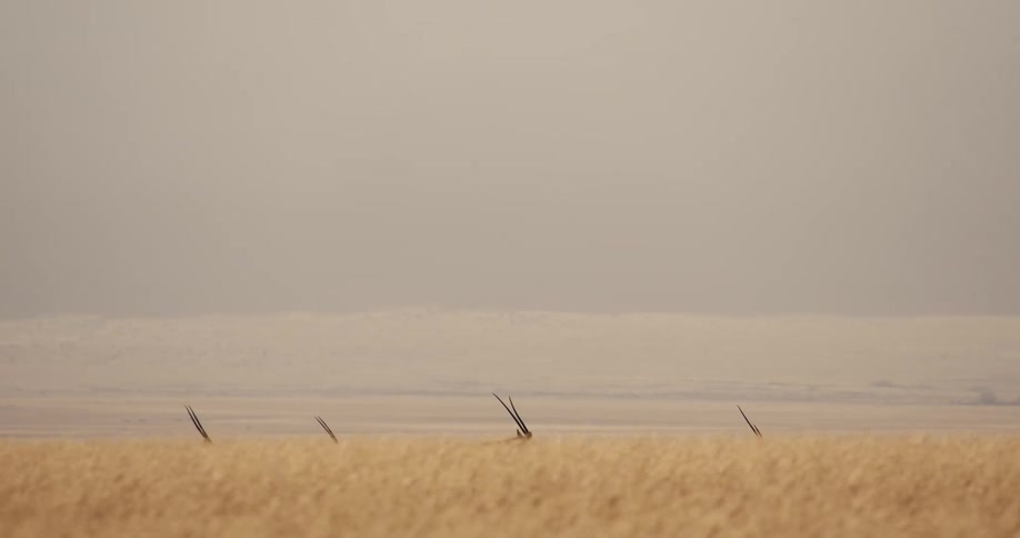 The long dark horns of several oryx poke above a field of tall golden grass as the animals move through a hazy desert landscape with a large mountain and sand dunes in the background