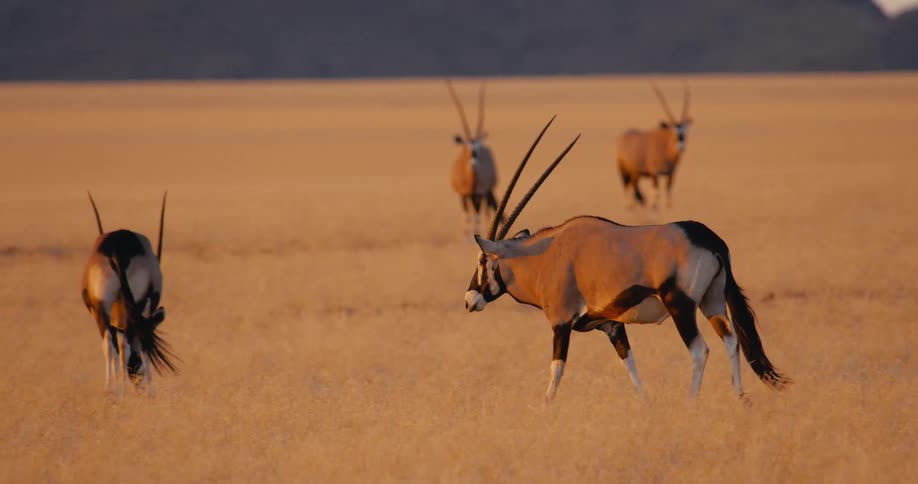Oryx walks across an arid plain with other individuals in the background under natural light
