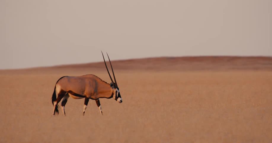 A gazelle walks across a field