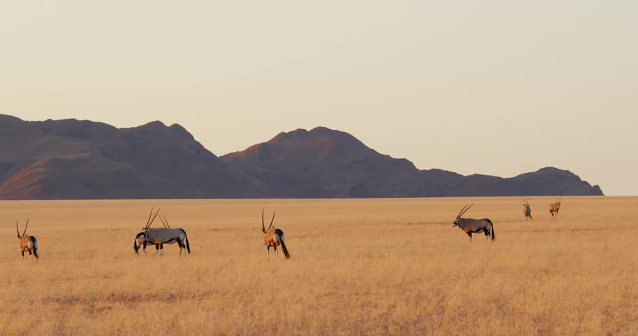 African antelope walk through a grassland near a mountain range