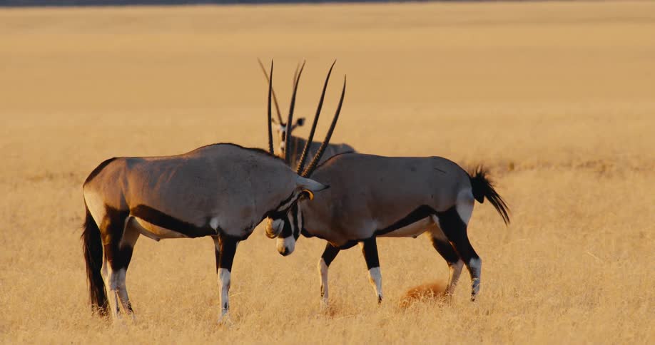 The three large animals are standing and laying in the large open field
