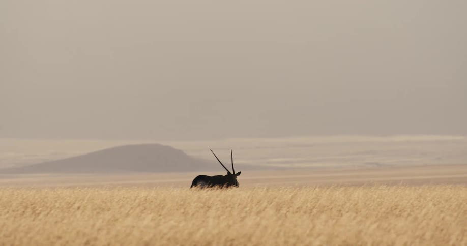 An animal running out in a field