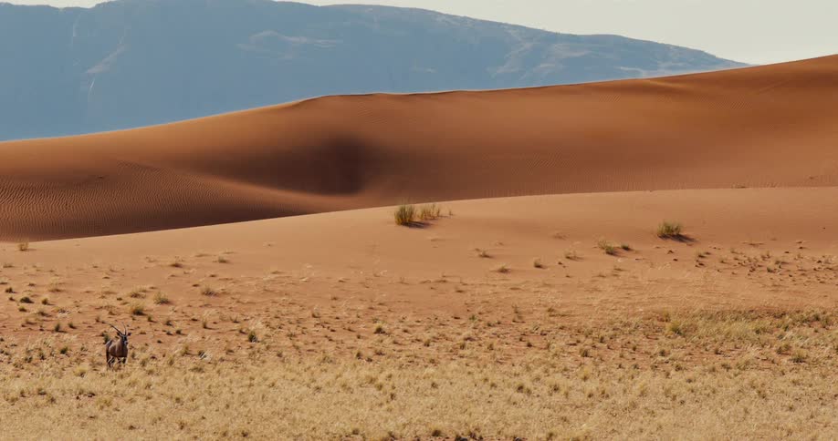 A vast desert landscape stretches toward the horizon its dry brown sand glowing under the bright midday sun with a lone animal standing far in the distance against the shimmering heat