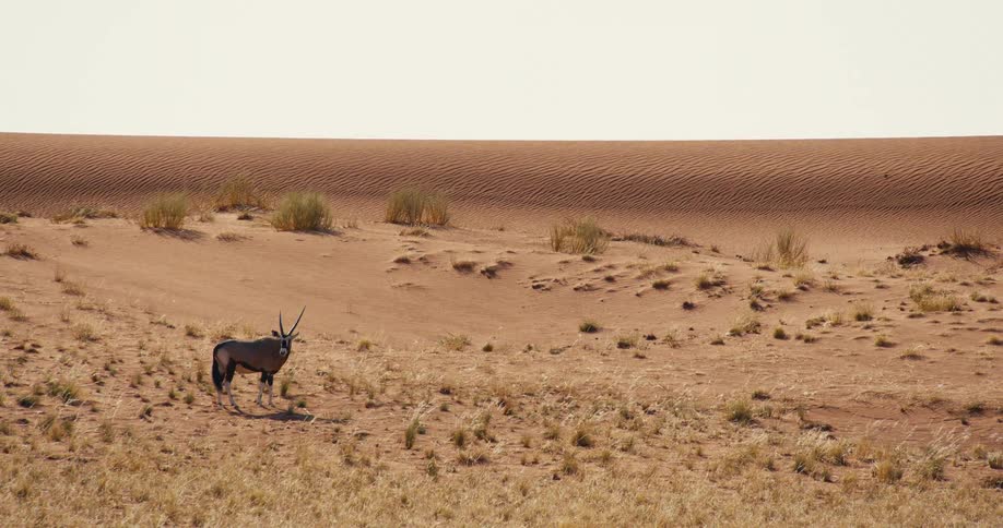 Gazelle standing in the desert as plants move in the breeze