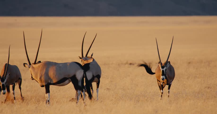 Oryx grouped on a dry plain with low vegetation under natural light