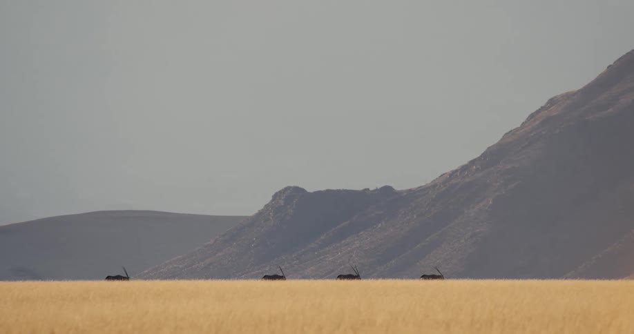 Antelopes walk in a line across a dry grassland with mountains in the background