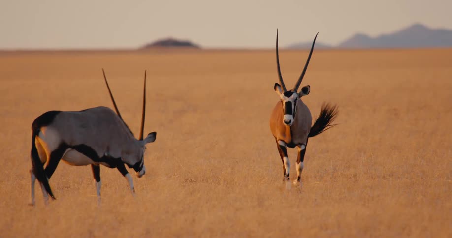 Antelope running on a field towards another grazing antelope outdoors during dusk or dawn