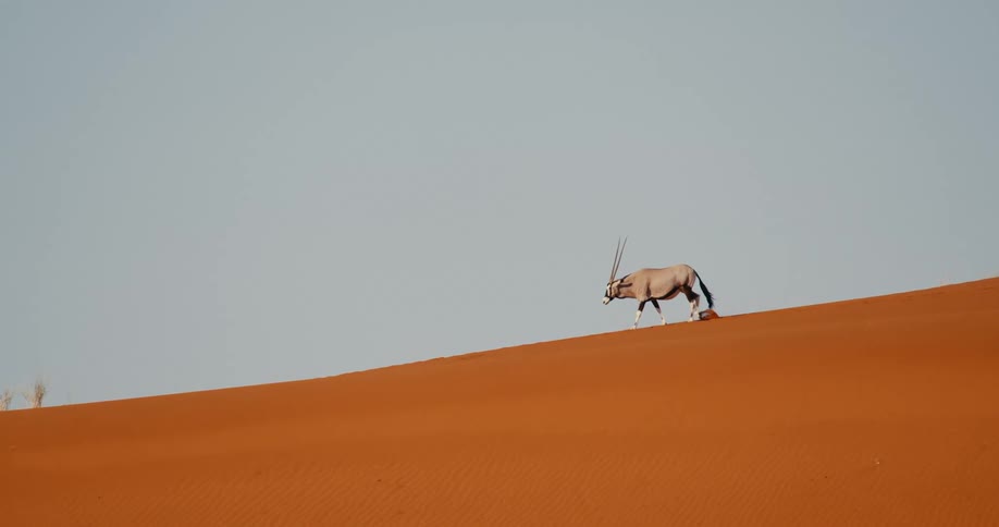 A gazelle walking down a hill