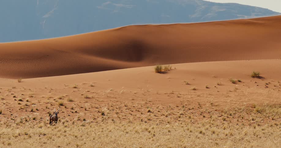 Oryx in an arid area with sparse vegetation in front of sand dunes and mountains in the background