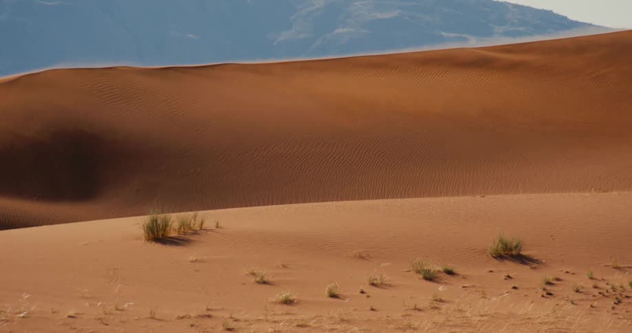 Plants grow on the desert as sunlight shines on sand blowing on the dune