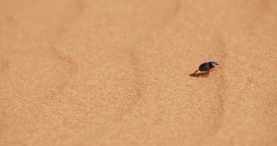 A small dark beetle crawls across the surface of a light brown sand dune