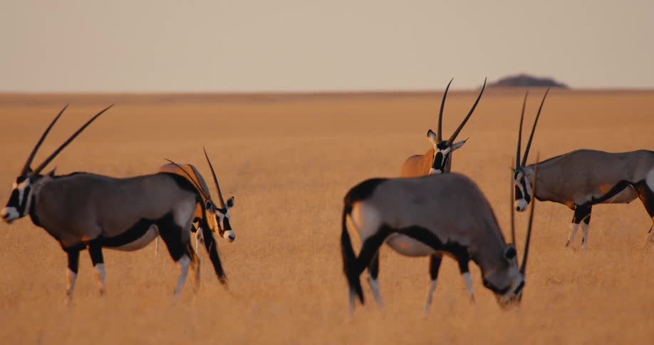 Oryxes graze in group under golden light in open savanna