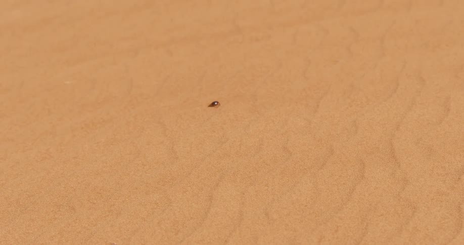 Insect crawls across a textured peach colored surface