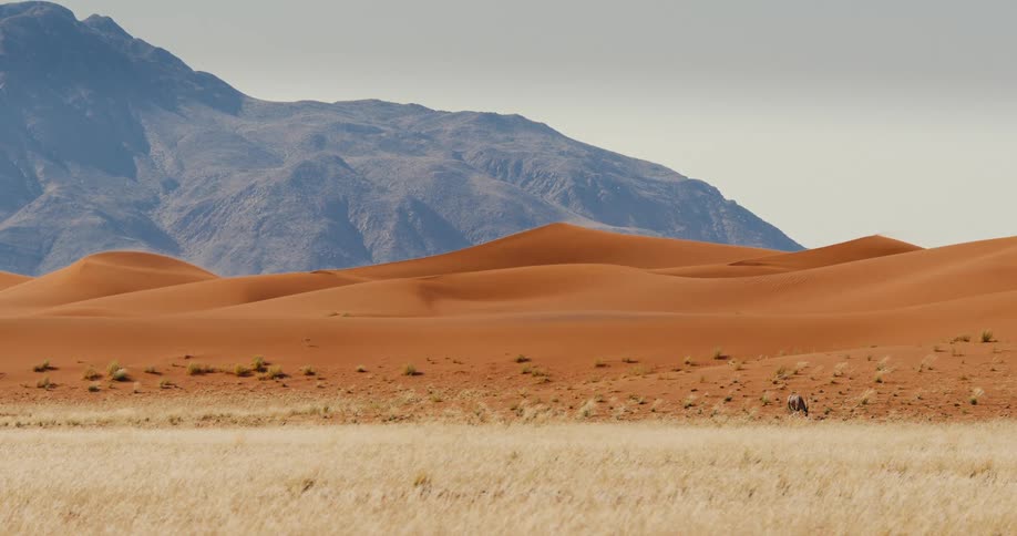Orange sand dunes stretch across the landscape in front of a mountain range under a clear sky