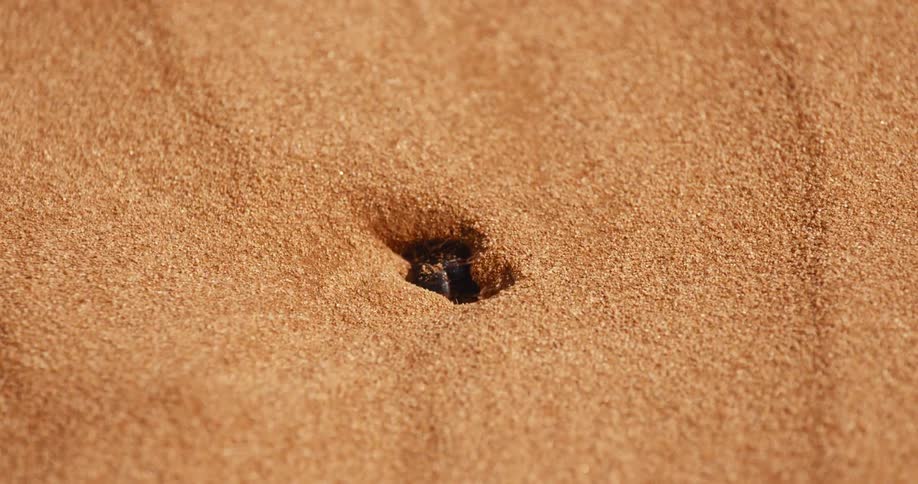 A beetle digs into the sand