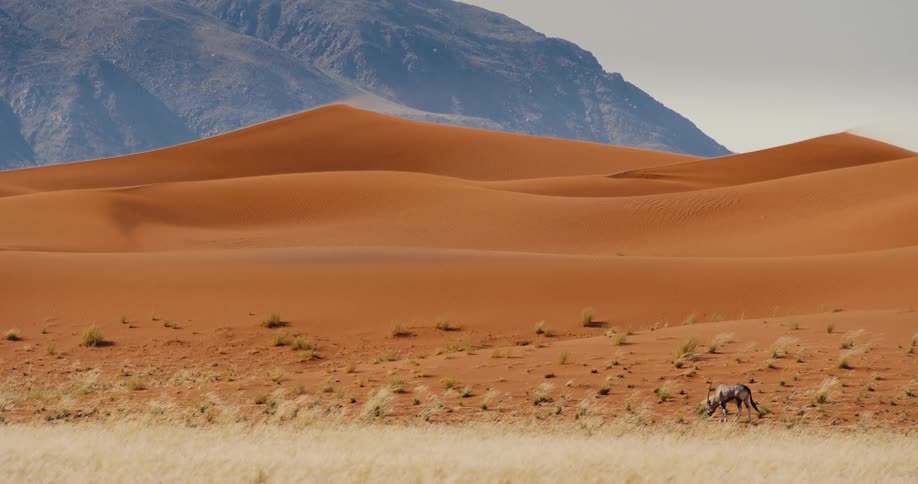 The animal grazes on grass by the sand dunes
