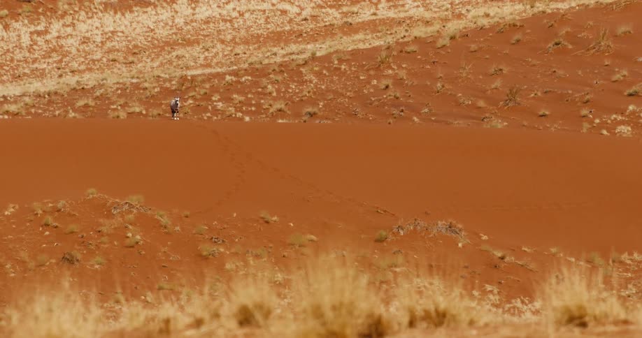 An animal in the desert
