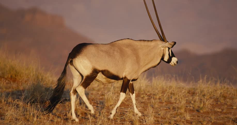 Sunlight shines on a gazelle walking across dry grass