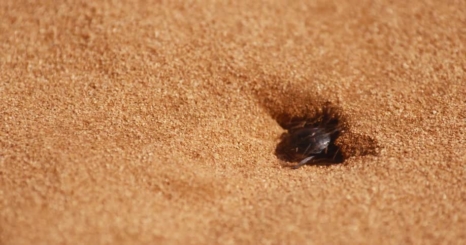 A beetle digs sand out of a hole