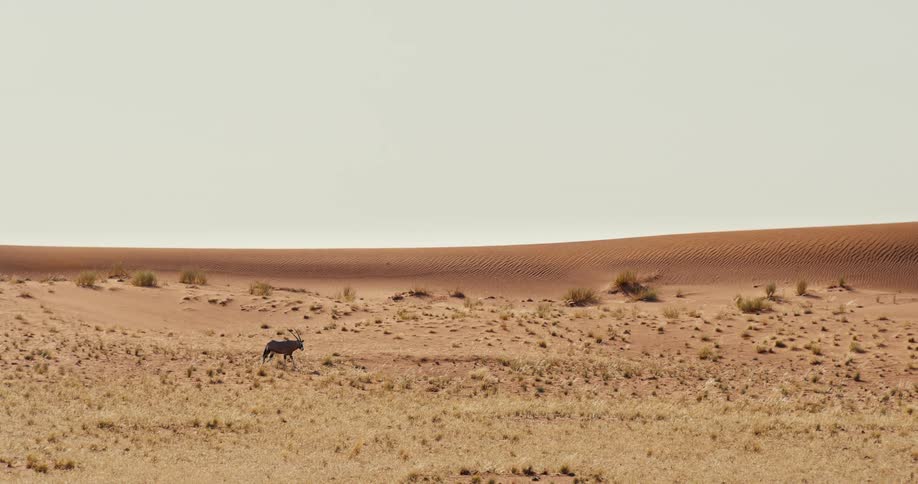 The large mammal with horns is slowly walking across the open bare field