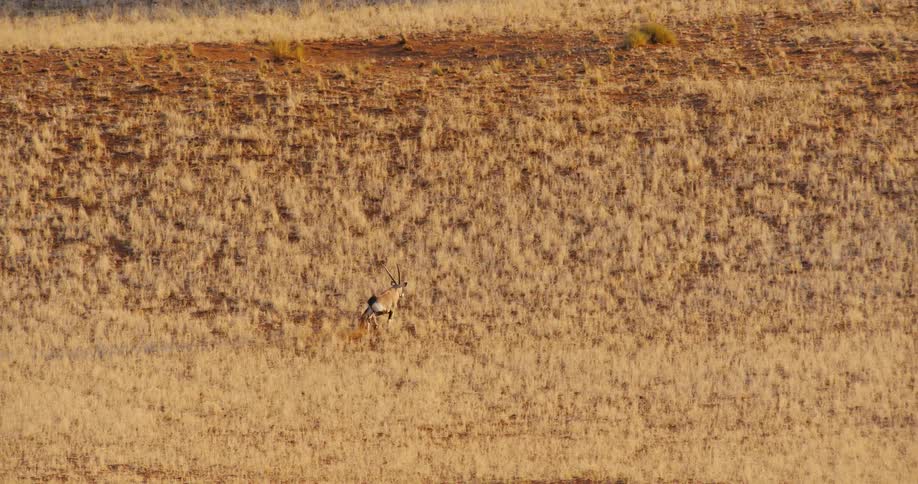 A view of an animal running in a grassland area