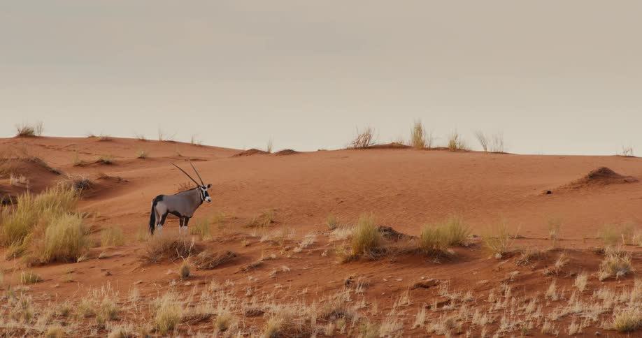 An oryx stands still on the side of an orange sand dune under a hazy overcast sky sparse patches of dry grass and small shrubs are scattered across the desert landscape in the foreground