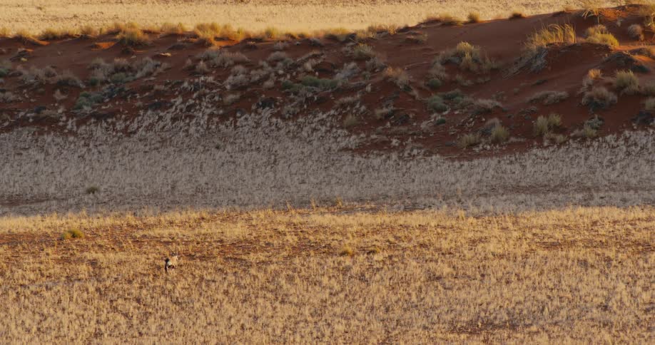 A lone gemsbok walks across a vast sundrenched grassy plain at the foot of a red desert dune the long shadow of the dune stretches over the golden landscape highlighting the arid beauty of the environment