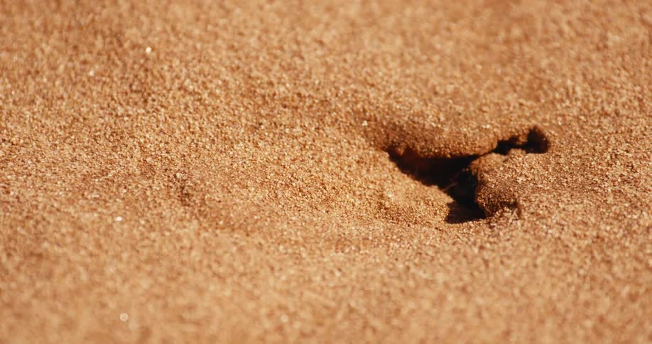A beetle digs out a hole in the sand