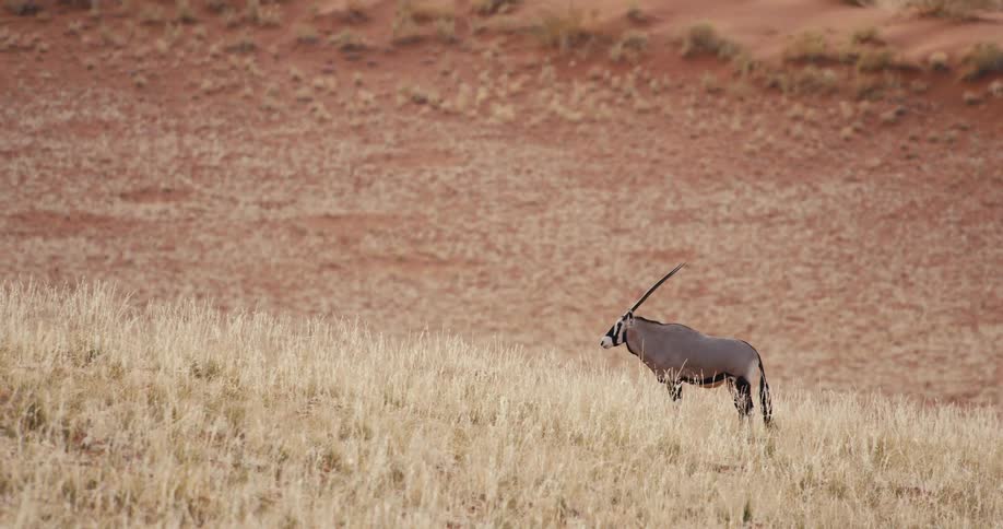 A wide view captures a gemsbok walking across dry yellow grass in front of a large reddish sand dune