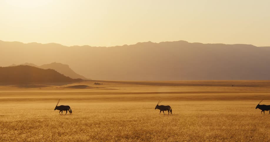 Silhouettes of a herd of antelope walking on a plain field with mountains on the background outdoors during dusk or dawn