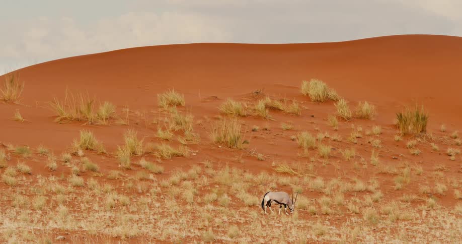 A lone gemsbok oryx with long straight horns walks across a sandy plain at the base of a large red desert dune grazing on sparse patches of dry yellow grass under a clear sky