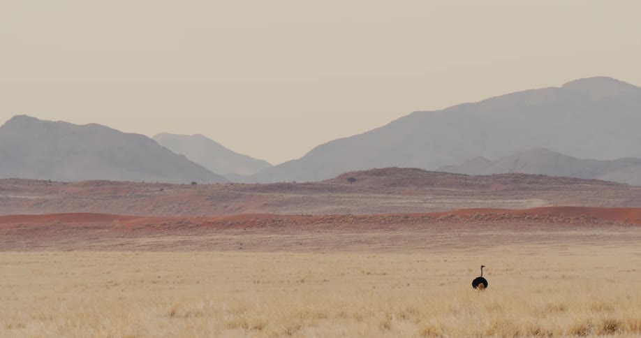 Ostrich standing on a field with mountains on the background during day time