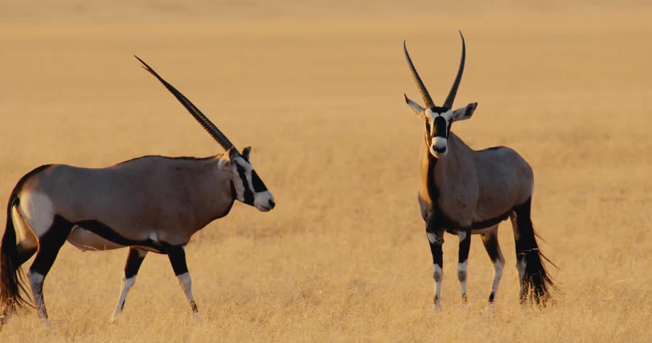Gazelles on a savanna grassland during daytime