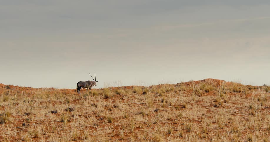 Gazelle standing in a field eating dry grass and vegetation