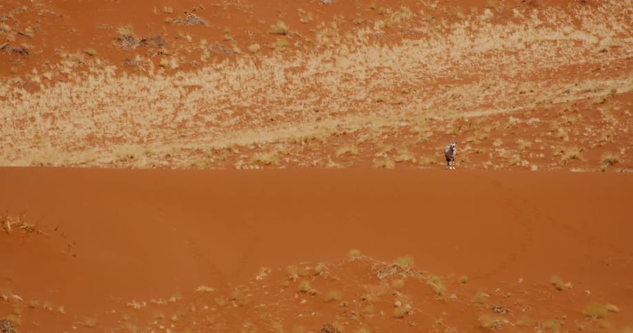 A single antelope walks slowly along the crest of a massive red sand dune overlooking a sparse desert valley filled with dry patches of grass and shrubs under bright daylight