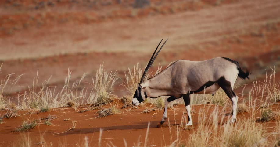 Sunlight shines on a gazelle walking in the desert eating grass