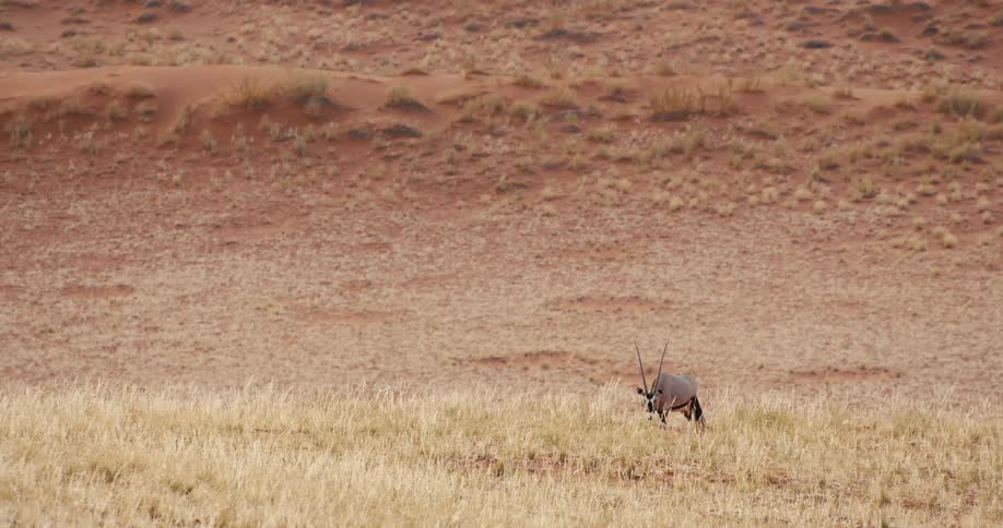 An antelope walks across a dry grassland with a desert hill in the background