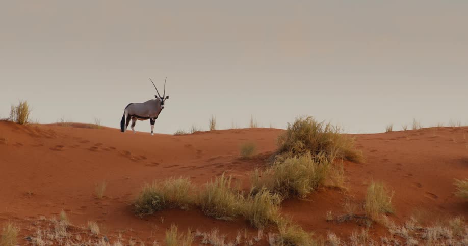 Gazelle standing on top of a hill
