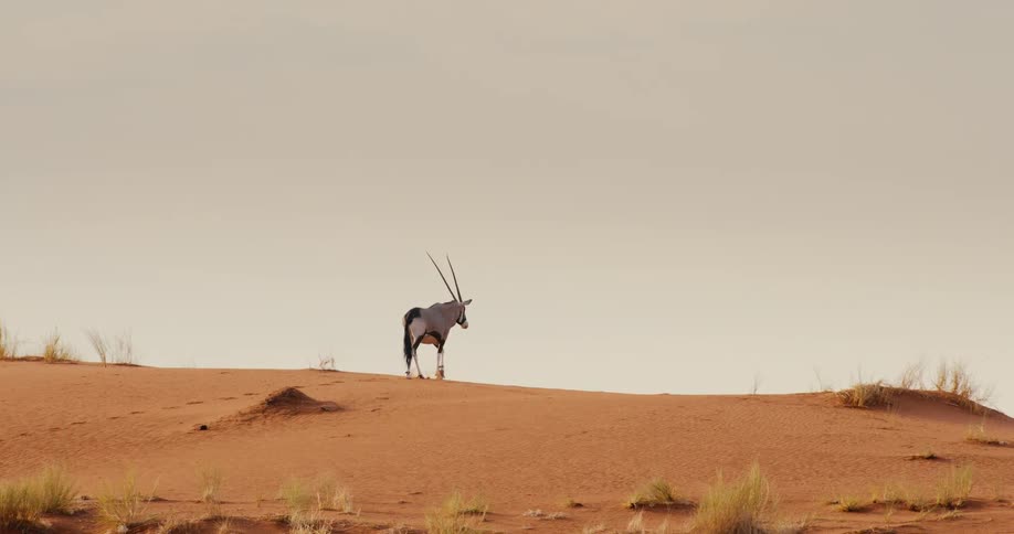 Antelope walking alone on a flat area of land outdoors during day time