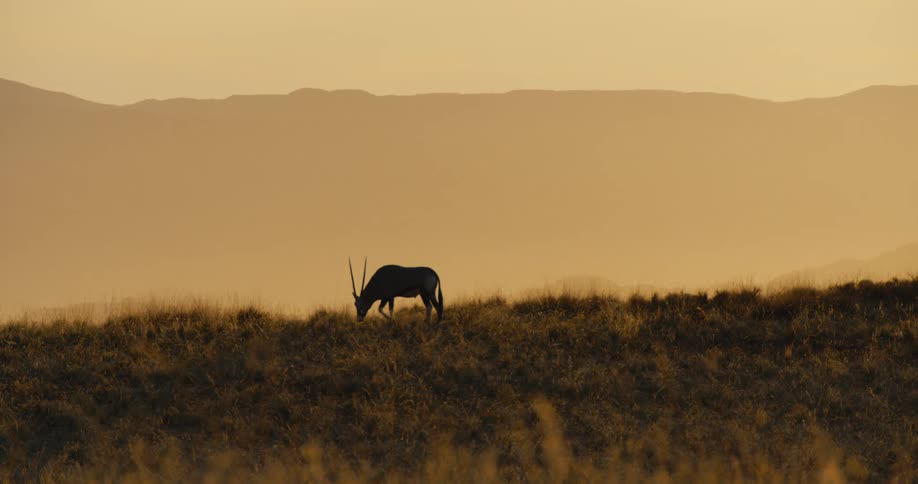 Gazelle walks in a field of dry grass and vegetation with a mountain in the distance