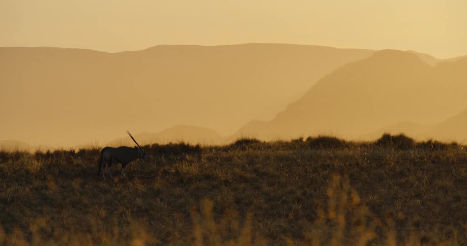 A lone animal grazes in a vast dry grassy field during a vibrant golden hour as the warm sunlight illuminates the hazy atmosphere and creates soft silhouettes of layered mountain ridges in the far distance of the savanna landscape